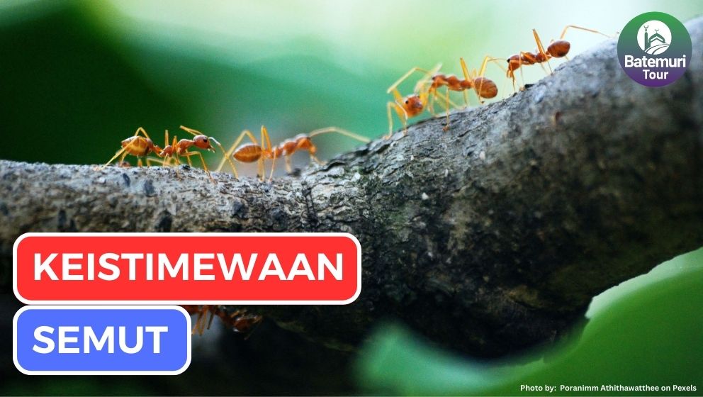 6 Keistimewaan Semut yang Bisa Kita Pelajari